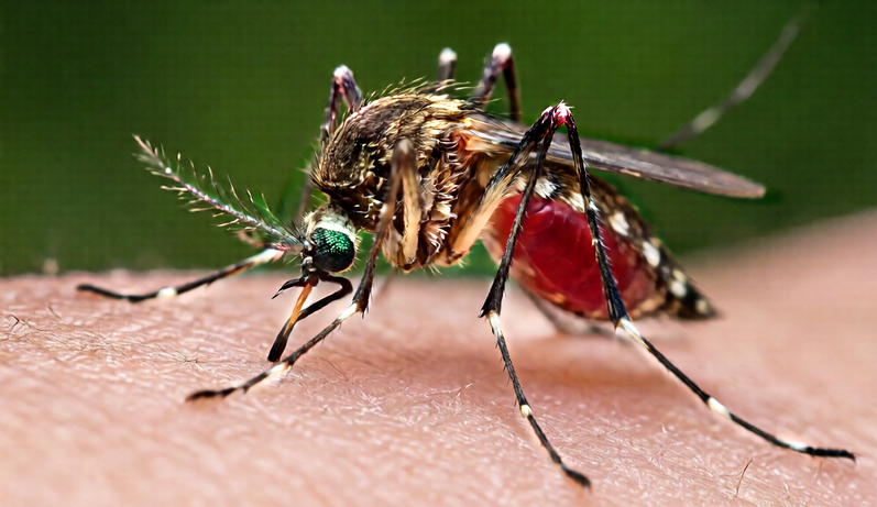 Mosquito biting human skin in close-up.