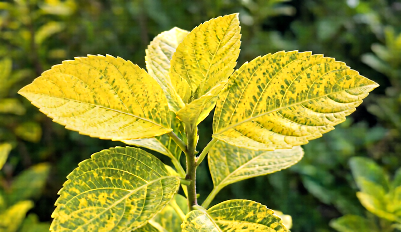 Yellow chlorotic leaves showing nutrient deficiency in a garden plant.