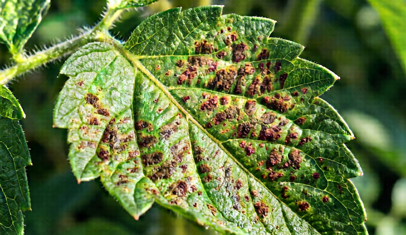 Plant leaves showing bacterial disease symptoms.