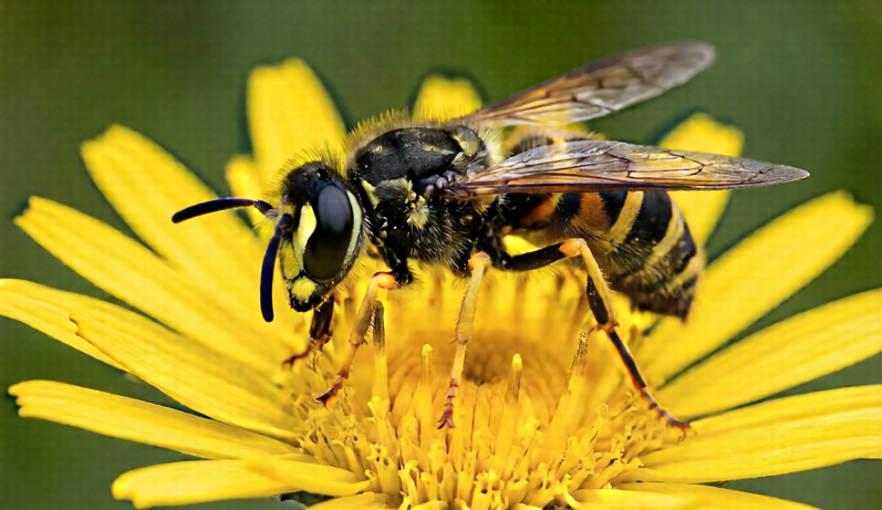 Wasp resting on a yellow flower in close-up.